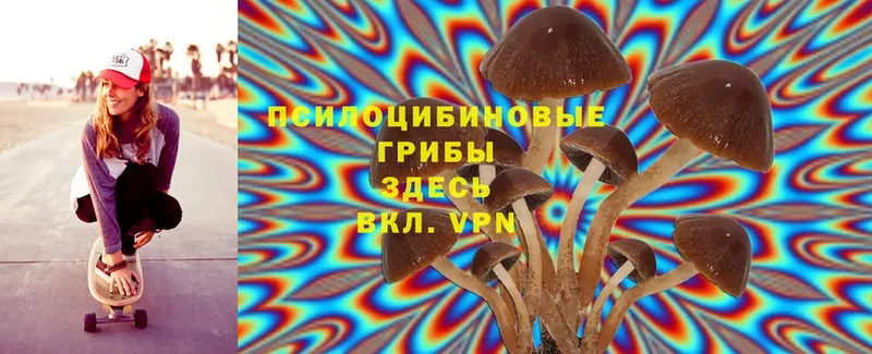 Псилоцибиновые грибы Psilocybe  купить наркотик  Новопавловск 